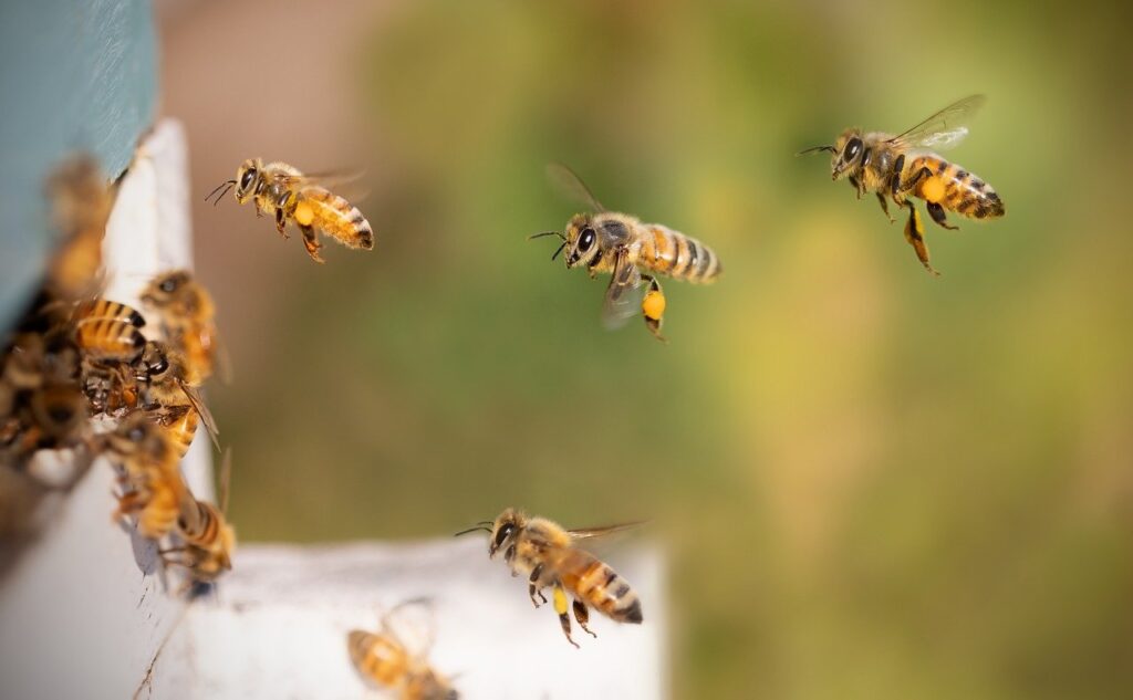 bees, honey bees, flying bees