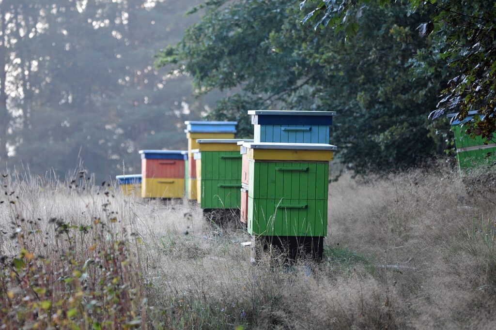 beehives, beekeeping, apiary